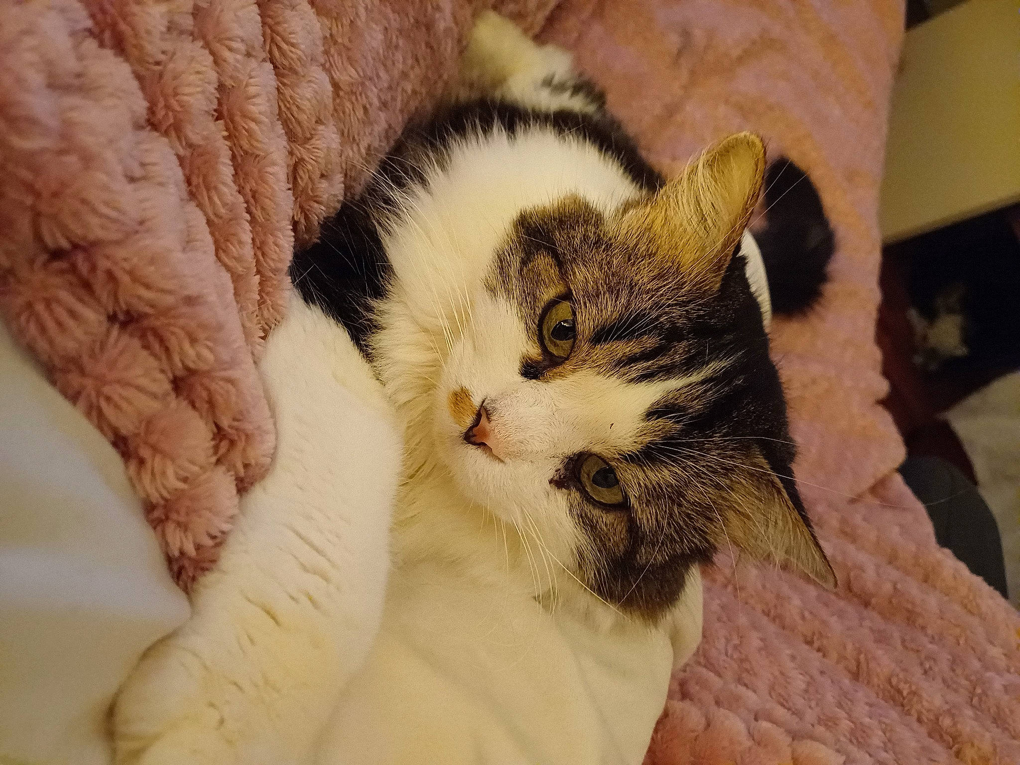 Artist a rejoint le concours — aidez-le/la à gagner de superbes lots ! carnivore, cat, cat_bed, cat_supply, claw, comfort, domestic_short_haired_cat, door, fawn, felidae, fur, nap, paw, sleep, small_to_medium_sized_cats, tail, whiskers, window