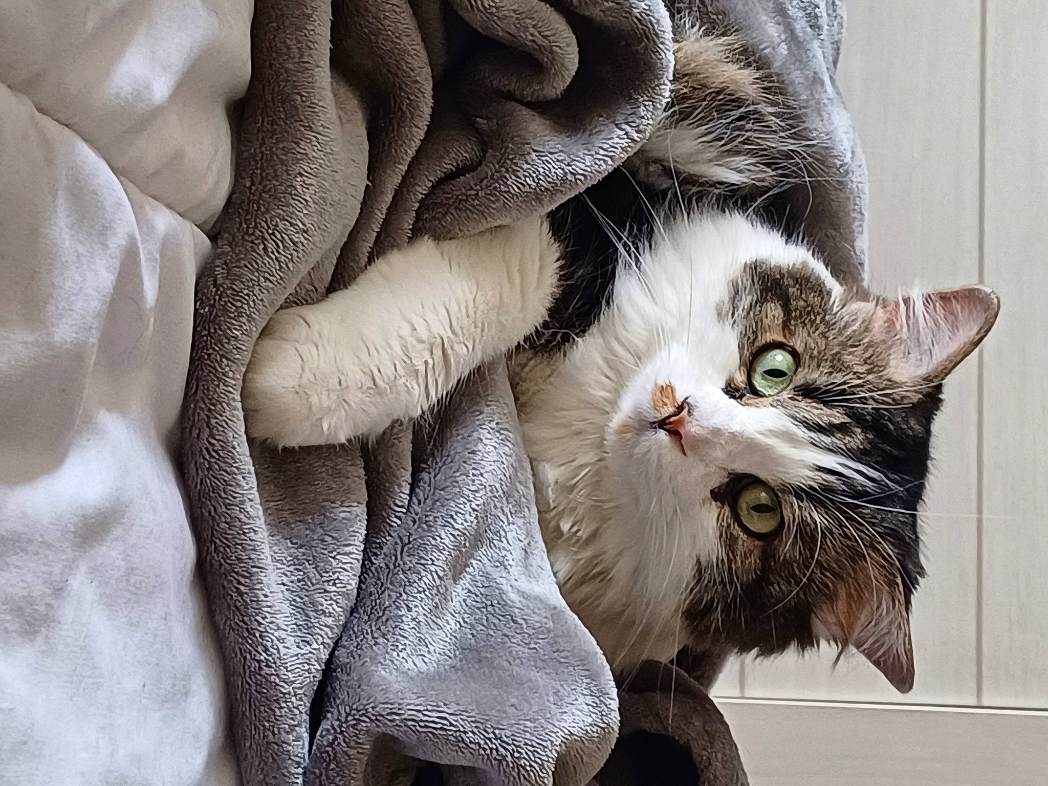 Artist a rejoint le concours — aidez-le/la à gagner de superbes lots ! carnivore, cat, claw, comfort, domestic_short_haired_cat, eye, felidae, fur, grey, pattern, paw, plant, small_to_medium_sized_cats, snout, tail, terrestrial_animal, tree, whiskers, window