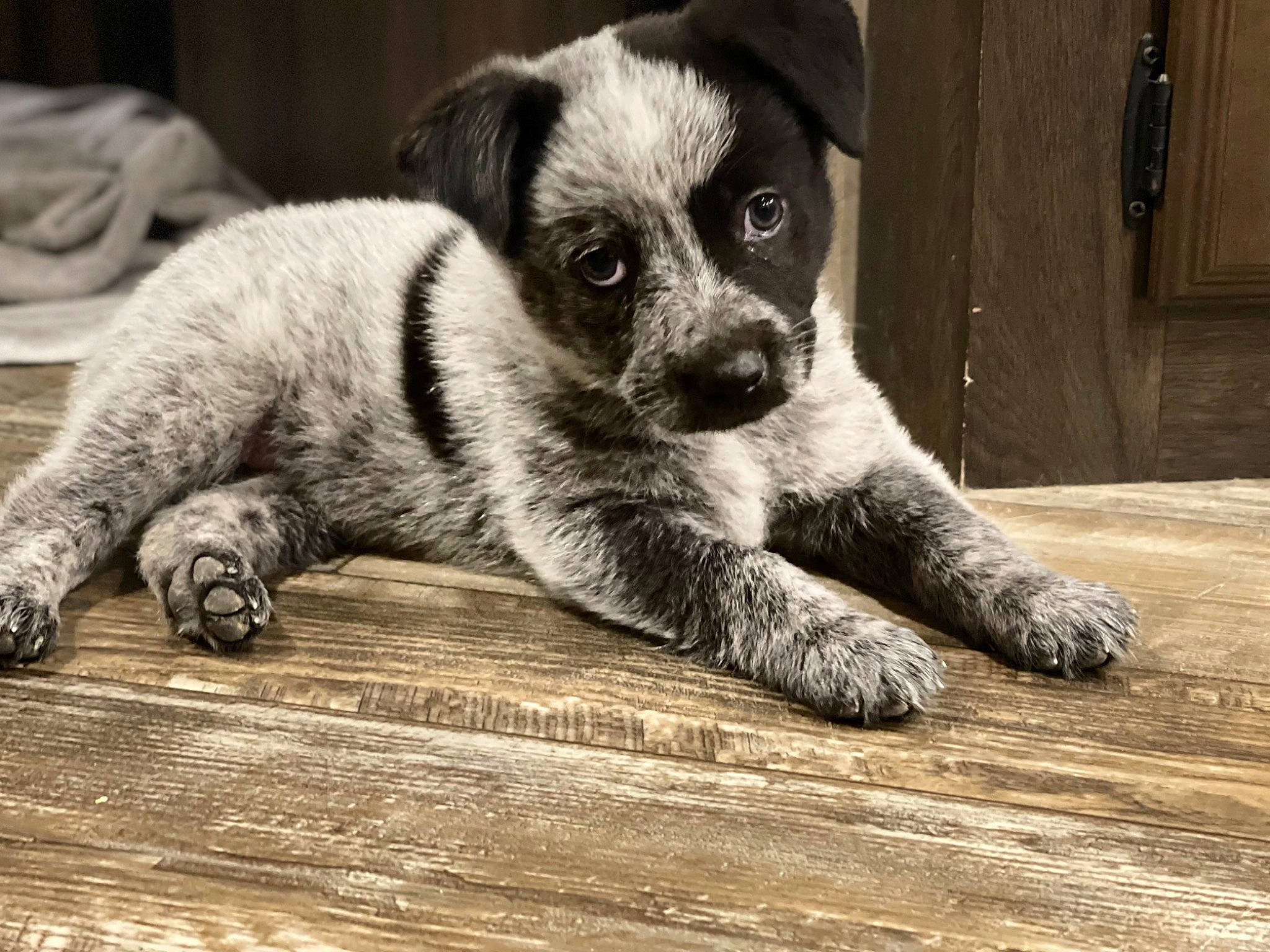 Dixie Mae is registered to the contest to win money with this photo: bored, carnivore, comfort, companion_dog, dog, dog_breed, flooring, fur, grey, hardwood, monochrome_photography, paw, plank, snout, terrestrial_animal, toy_dog, whiskers, wood, wood_flooring, working_animal