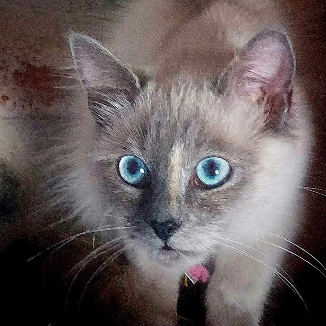 Minou