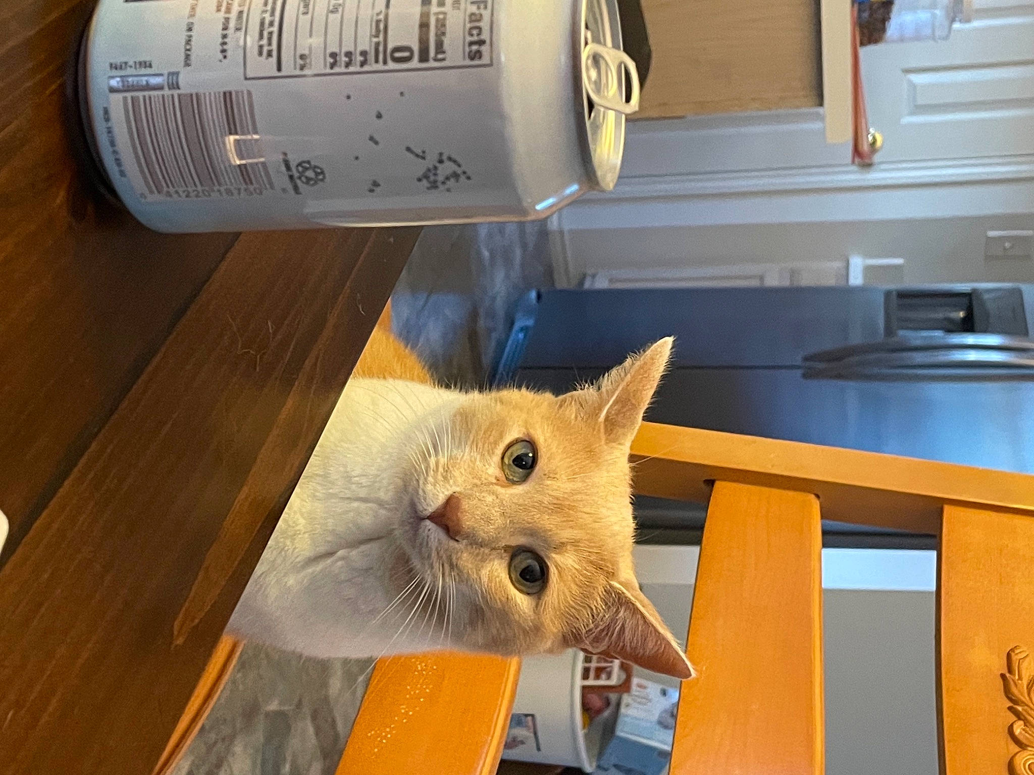 Finn joined the competition — help win amazing prizes! cabinetry, carnivore, cat, countertop, domestic_short_haired_cat, drink, fawn, felidae, flooring, fur, hardwood, home_appliance, kitchen, kitchen_appliance, refrigerator, room, small_to_medium_sized_cats, tail, whiskers, wood