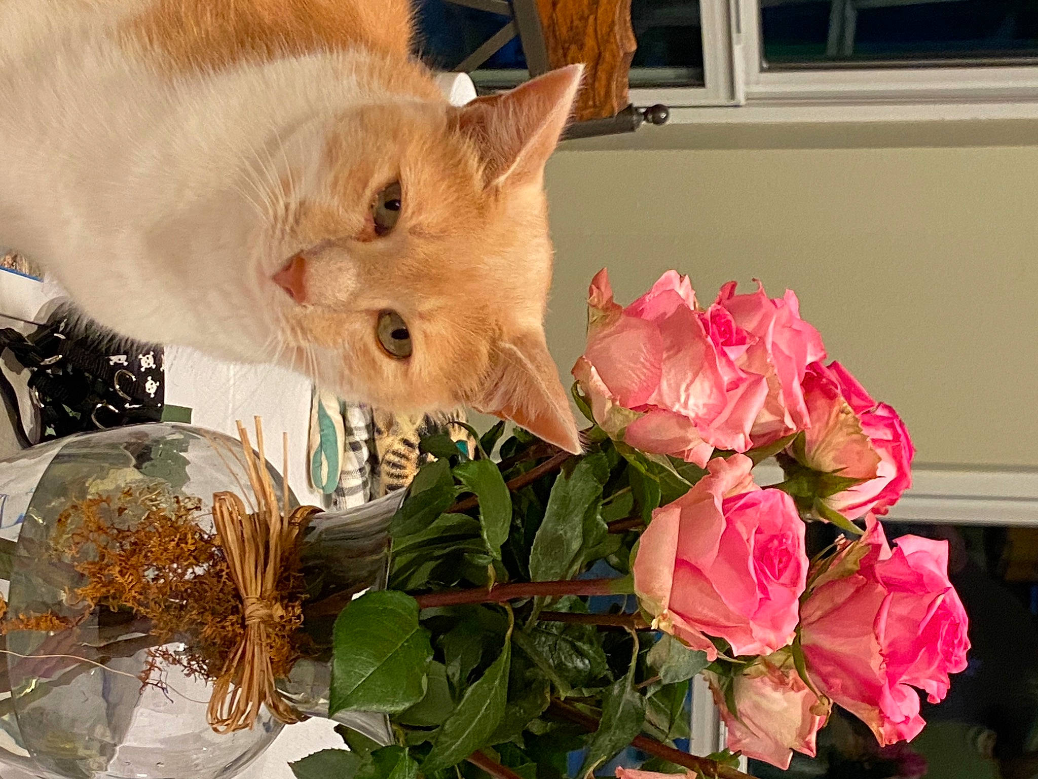 Finn joined the competition — help win amazing prizes! artificial_flower, bouquet, carnivore, cat, creative_arts, cut_flowers, event, fawn, felidae, flower, flower_arranging, flowering_plant, petal, plant, rose, small_to_medium_sized_cats, snout, twig, whiskers, window