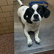 Lil Man is registered to the contest to win money with this photo: dog, puppy, black_and_white, small_dog, portrait, sitting, grooming_table, grooming, leash, blue_leash, tile_wall, indoor, veterinary_clinic, pet, animal, face, eyes, paws, tail, photography