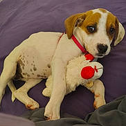 Lily Rose is registered to the contest to win money with this photo: animal, bed, blanket, brown, collar, cute, dog, fur, indoor, lying_down, paw, pet, puppy, purple, relaxed, sleepy, stuffed_animal, toy, white, young