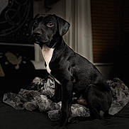 Rocco joined the competition — help win amazing prizes! dog, black_dog, pet, animal, indoor, blanket, fur, portrait, cute, sitting, cozy, bedroom, soft_light, white_chest, canine, looking_away, domestic_animal, furry, companion, young_dog