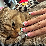 Willow joined the competition — help win amazing prizes! animal, animal_face, blurred_background, brown_cat, cat, close_up, cute, decorated_nails, domestic_cat, feline, furry, hand, human_hand, indoor, manicure, nail_art, nails, pet, relaxing, whiskers