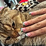 animal, animal_face, blurred_background, brown_cat, cat, close_up, cute, decorated_nails, domestic_cat, feline, furry, hand, human_hand, indoor, manicure, nail_art, nails, pet, relaxing, whiskers