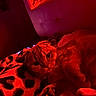 Willow is registered to the contest to win money with this photo: animal, bed, blanket, cat, closeup, cozy, cute, feline, fur, indoor, leopard_print, mood_lighting, night, paw, pet, red_light, relaxed, resting, shadow, soft