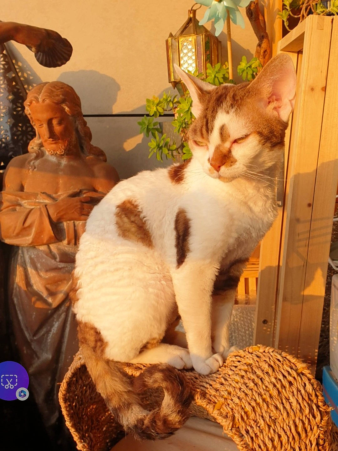 Sabriel a rejoint le concours — aidez-le/la à gagner de superbes lots ! carnivore, cat, comfort, domestic_short_haired_cat, fawn, felidae, fur, houseplant, metal, paw, photo_caption, plant, small_to_medium_sized_cats, square, tail, whiskers, window