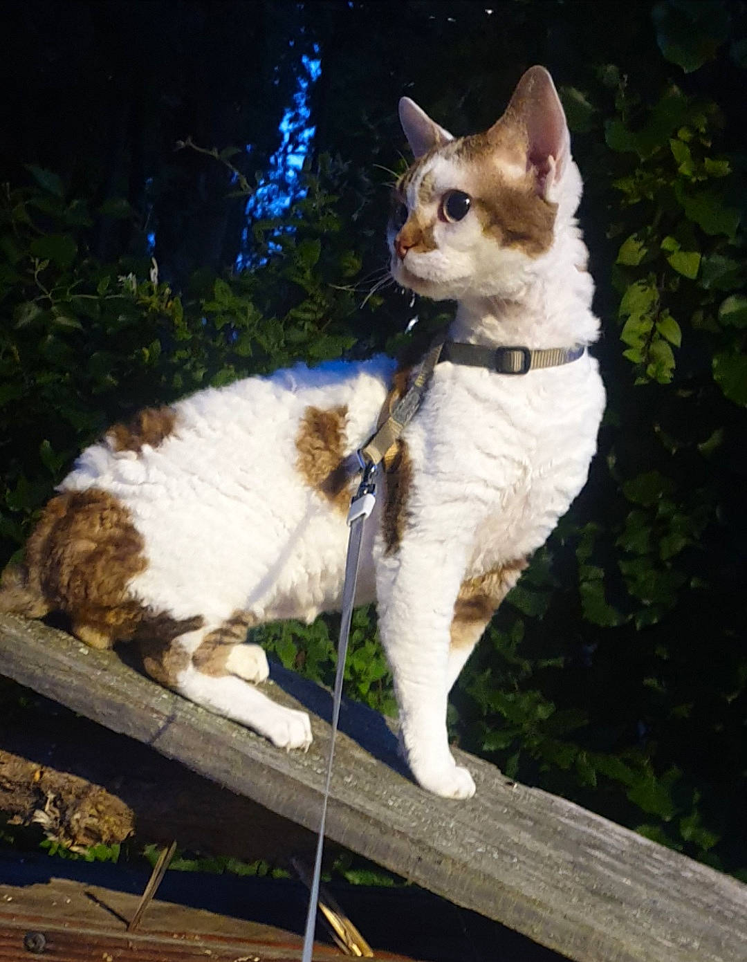 Sabriel a rejoint le concours — aidez-le/la à gagner de superbes lots ! art, carnivore, cat, collar, domestic_short_haired_cat, fawn, felidae, fur, grass, paw, plant, small_to_medium_sized_cats, tail, tree, whiskers, wood