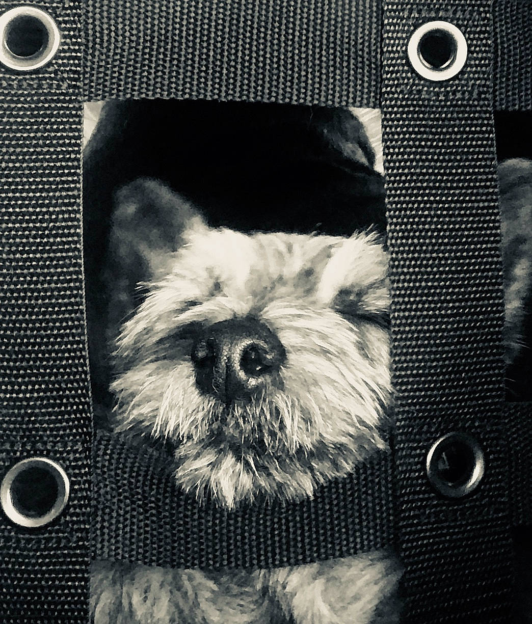 Egbert is registered to the contest to win money with this photo: black_and_white, canidae, carnivore, cockapoo, dog, dog_breed, fur, maltese, miniature_schnauzer, monochrome, morkie, non_sporting_group, petit_basset_griffon_vendeen, puppy, schnoodle, shih_tzu, snout, terrier, toy_dog, west_highland_white_terrier