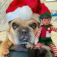 Caramel participe au concours pour gagner de l'argent avec cette photo : dog, santa_hat, elf_doll, holiday, christmas, pet, cozy, blanket, cute, indoors, festive, face, toy, red, white, green, striped, fur, relaxed, cute_pet
