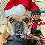 dog, santa_hat, elf_doll, holiday, christmas, pet, cozy, blanket, cute, indoors, festive, face, toy, red, white, green, striped, fur, relaxed, cute_pet