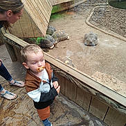 Nael a rejoint le concours — aidez-le/la à gagner de superbes lots ! child, toddler, pacifier, adult, tortoise, glass_enclosure, wooden_structure, zoo, footwear, floor, animal, reptile, observation, curious, brown_clothing, casual_wear, indoor, person, nature, daylight