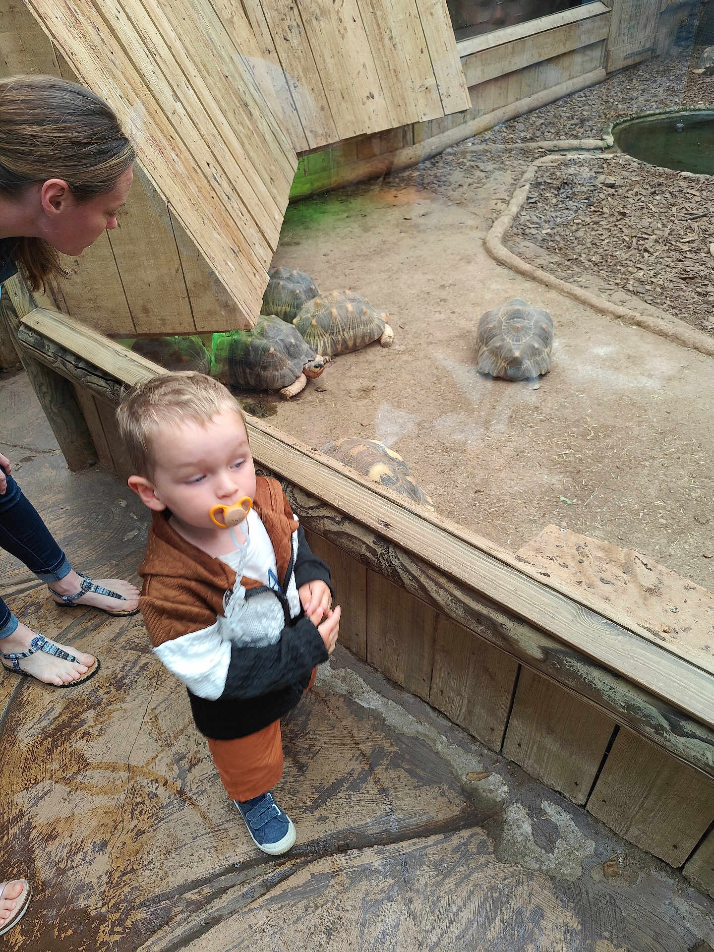 Nael a rejoint le concours — aidez-le/la à gagner de superbes lots ! child, toddler, pacifier, adult, tortoise, glass_enclosure, wooden_structure, zoo, footwear, floor, animal, reptile, observation, curious, brown_clothing, casual_wear, indoor, person, nature, daylight