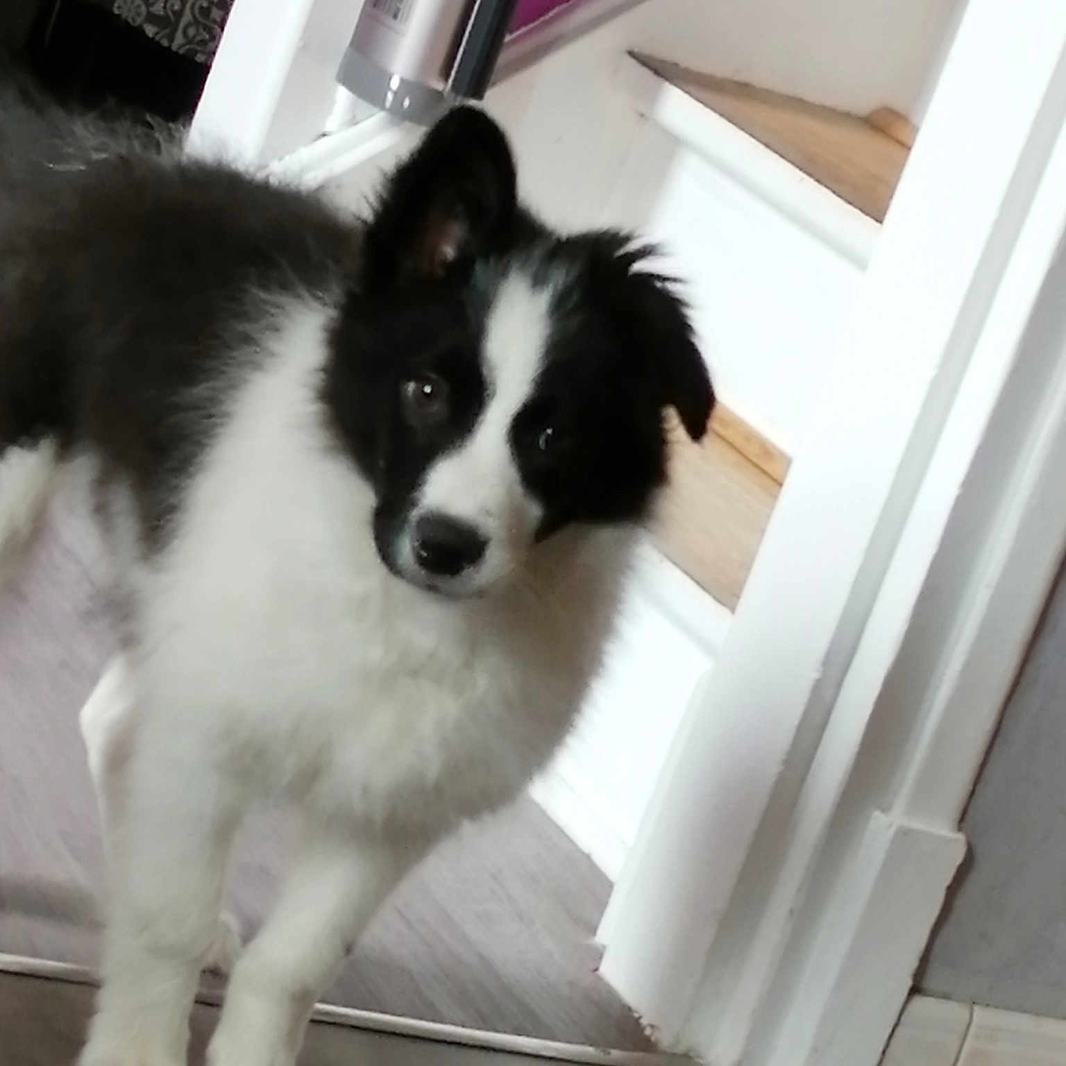 Pepsie