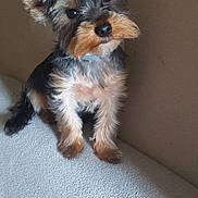 Urgos a rejoint le concours — aidez-le/la à gagner de superbes lots ! affenpinscher, airedale, animal, canine, cat, cockerspaniel, couch, dog, furniture, kitten, papillon, pet, poodle, puppy, terrier