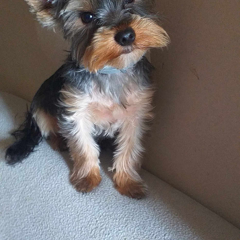 Urgos a rejoint le concours — aidez-le/la à gagner de superbes lots ! affenpinscher, airedale, animal, canine, cat, cockerspaniel, couch, dog, furniture, kitten, papillon, pet, poodle, puppy, terrier