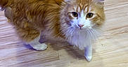 Sam joined the competition — help win amazing prizes! animal, cat, closeup, curious, cute, domestic_cat, ears, feline, fluffy, four_legs, fur, indoor, looking_up, orange_cat, pet, tail, whiskers, white_fur, wooden_floor, young_cat
