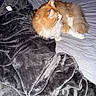 Sam is registered to the contest to win money with this photo: animal, bed, blanket, cat, cozy, domestic, feline, fluffy_cat, furry, gray_blanket, home, indoor, laying_down, looking_away, orange_cat, pet, resting, sleepy, soft_texture, white_cat
