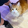Sam is registered to the contest to win money with this photo: animal, black_shoes, black_socks, casual, cat, closeup, curious, domestic_animal, feline, floor, fluffy_fur, indoor, legs, looking_up, orange_cat, person, pet, tattoo, white_cat, wooden_floor