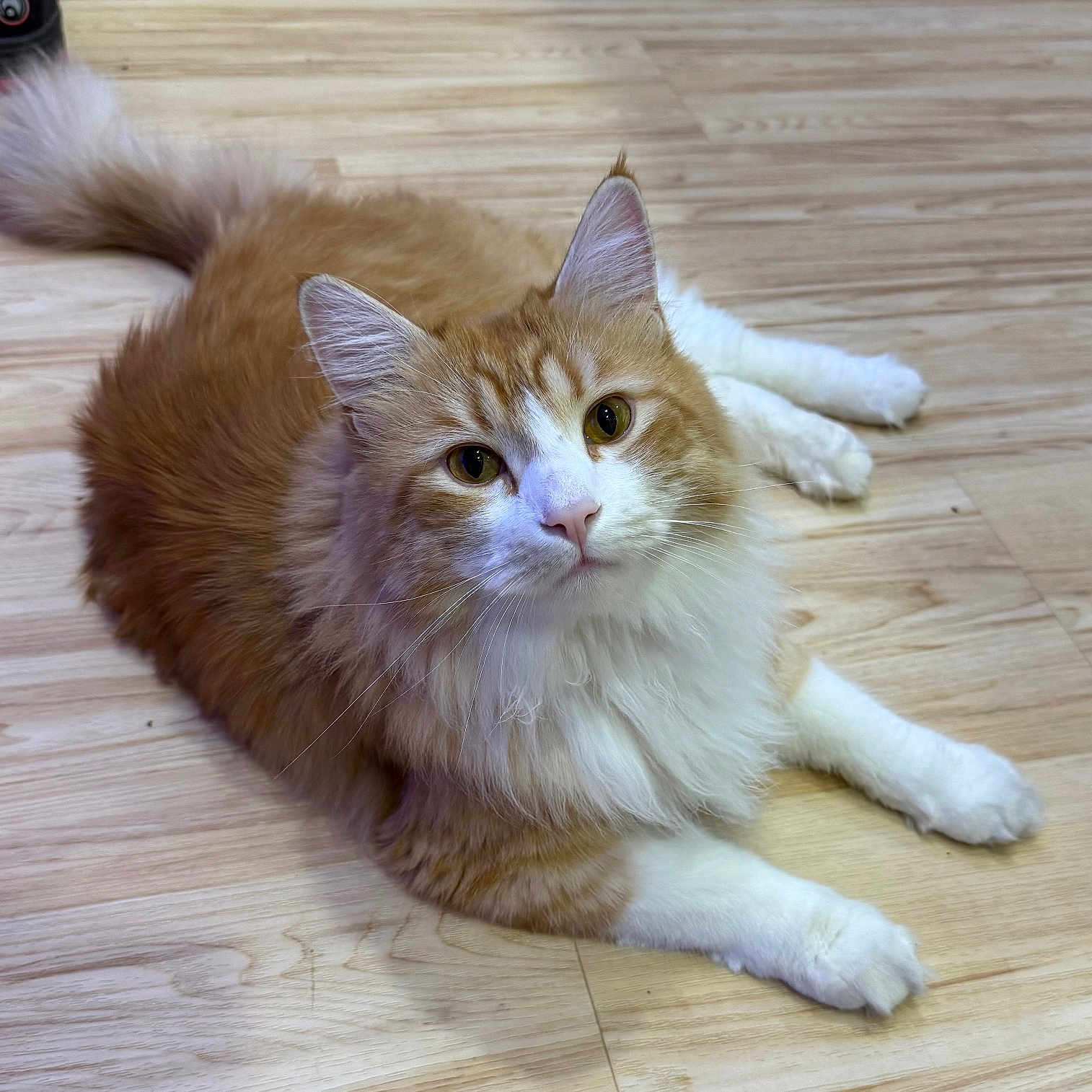 Sam joined the competition — help win amazing prizes! animal, cat, curious, cute, domestic_animal, ears, feline, fluffy, fur, indoor, laying_down, looking, orange_cat, paws, pet, relaxed, tail, whiskers, white_cat, wooden_floor