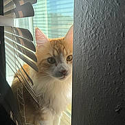 Sam joined the competition — help win amazing prizes! animal, cat, closeup, curious, daylight, ears, face, fluffy, indoor, looking, orange_cat, pet, portrait, sunlight, texture, wall, whiskers, white_cat, window, window_blinds