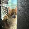animal, cat, closeup, curious, daylight, ears, face, fluffy, indoor, looking, orange_cat, pet, portrait, sunlight, texture, wall, whiskers, white_cat, window, window_blinds