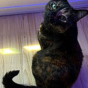 Pepper joined the competition — help win amazing prizes! cat, tortoiseshell, green_eyes, pet, animal, feline, curious, sitting, wooden_floor, indoor, tail, fur, whiskers, ears, close_up, domestic_animal, looking_up, lighting, colorful_light, background