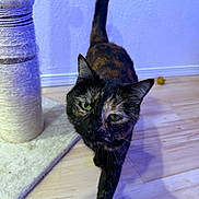 Pepper joined the competition — help win amazing prizes! animal, background, cat, close_up, curious, domestic, feline, fur, green_eyes, home, indoor, mammal, pet, playful, scratching_post, tail_up, tortoiseshell, walking, whiskers, wooden_floor