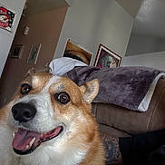 Ethel is registered to the contest to win money with this photo: dog, corgi, happy, smiling, pet, indoor, couch, blanket, fur, animal, face, closeup, brown, white, ears, tongue, teeth, home, wall, tattoo