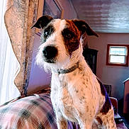 Izzy is registered to the contest to win money with this photo: alert, animal, brown, collar, couch, curtain, dog, ears, fur, furniture, home, indoor, living_room, pet, plaid, portrait, soft_light, speckled, white, window