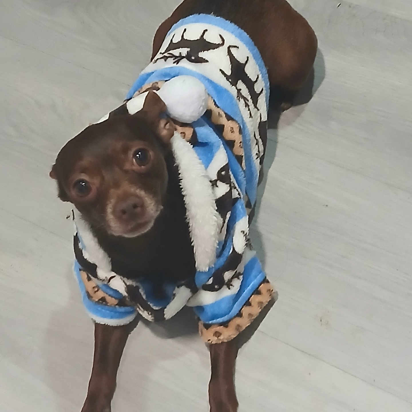 Cucuruso joined the competition — help win amazing prizes! adorable, animal, blue_clothing, brown_dog, companion_animal, cute, dog, floor, fluffy_trim, four_legs, indoor, looking_at_camera, outdoor_style, pet, portrait, small_dog, standing, wearing_clothes, white_clothing, wood_floor