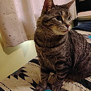 Indigo joined the competition — help win amazing prizes! animal, bed, cat, curtains, cute, domestic_animal, feline, fur, indoor, looking_away, mammal, pattern, paws, pet, quilt, star_pattern, tabby, tongue, whiskers, window