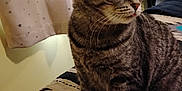 Indigo joined the competition — help win amazing prizes! animal, bed, cat, cozy, curtain, cute, domestic, ears, feline, fur, indoor, mammal, pattern, pet, quilt, sitting, striped, tabby, tongue, whiskers