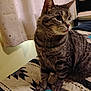 animal, bed, cat, cozy, curtain, cute, domestic, ears, feline, fur, indoor, mammal, pattern, pet, quilt, sitting, striped, tabby, tongue, whiskers