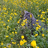 Indigo is registered to the contest to win money with this photo: cat, tabby_cat, yellow_flowers, wildflowers, grass, outdoor, nature, greenery, animal, curious, field, flora, plant, closeup, mammal, pet, spring, summer, garden, feline