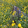 cat, tabby_cat, yellow_flowers, wildflowers, grass, outdoor, nature, greenery, animal, curious, field, flora, plant, closeup, mammal, pet, spring, summer, garden, feline