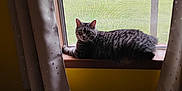Indigo joined the competition — help win amazing prizes! bed, cat, cozy, curtains, daylight, feline, green_grass, home, indoor, looking, pattern, pet, quilt, relaxed, resting, tabby_cat, window, windowsill, wood, yellow_wall