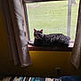 Indigo joined the competition — help win amazing prizes! bed, cat, cozy, curtains, daylight, feline, green_grass, home, indoor, looking, pattern, pet, quilt, relaxed, resting, tabby_cat, window, windowsill, wood, yellow_wall