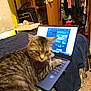 cat, tabby_cat, laptop, bed, blanket, indoor, clothing, lamp, door, room, furniture, technology, animal, pet, carpet, computer, keyboard, yellow_wall, curtain, quilt