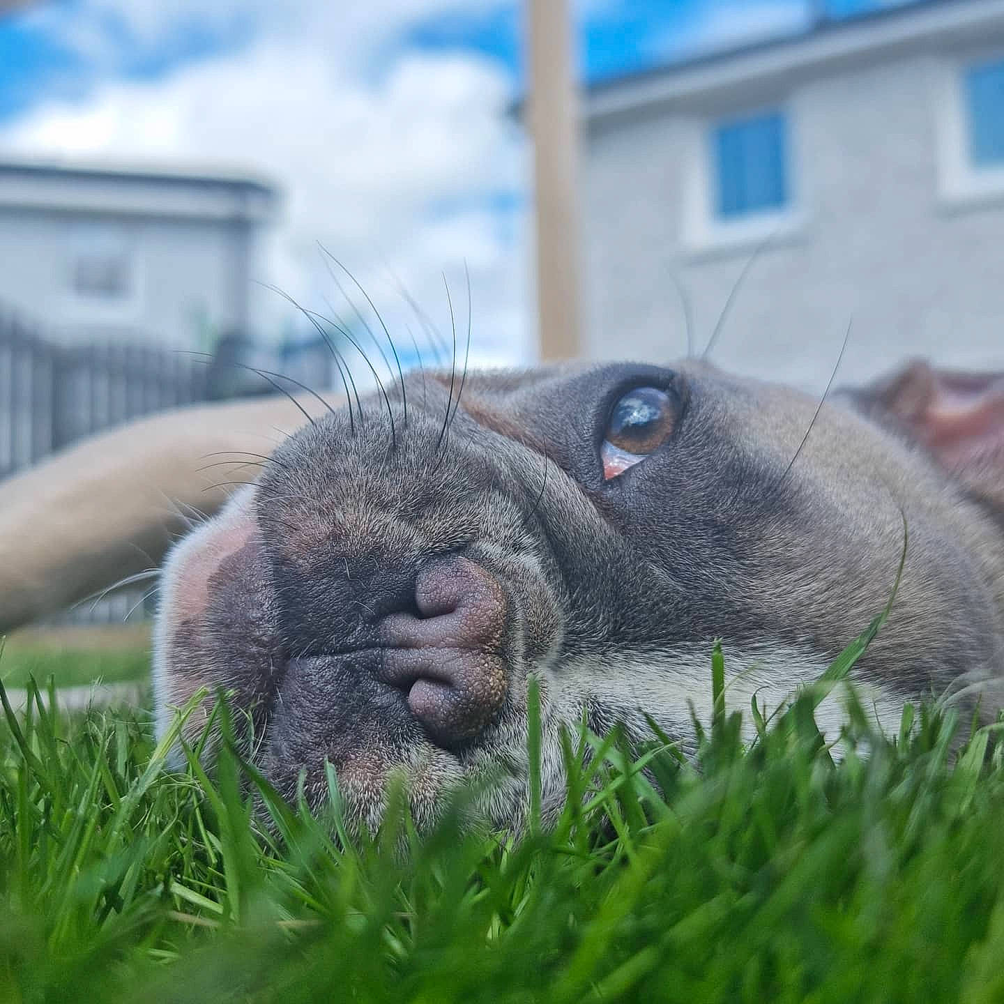 Luna is registered to the contest to win money with this photo: canidae, carnivore, cloud, companion_dog, dog, dog_breed, ear, fawn, grass, groundcover, liver, plant, sky, snout, sporting_group, terrestrial_animal, whiskers, window, working_animal, wrinkle
