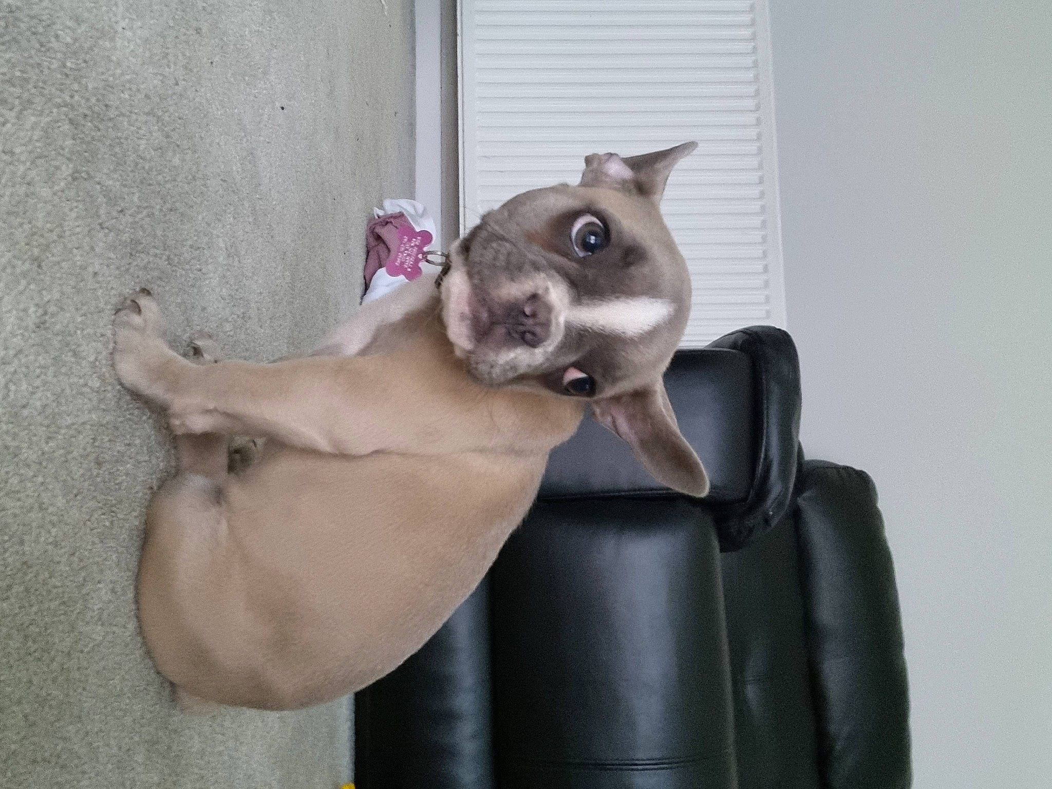 Luna is registered to the contest to win money with this photo: carnivore, comfort, companion_dog, dog, dog_breed, ear, elbow, fawn, felidae, foot, grey, leather, leg, paw, sitting, small_to_medium_sized_cats, snout, sporting_group, whiskers, working_animal