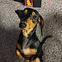 Robin joined the competition — help win amazing prizes! dog, carpet, indoor, nintendo_switch, gaming_console, trading_cards, wooden_cabinet, black_dog, tan_dog, pet, small_dog, curious, sitting, looking_up, playful, home, electronics, box, floor, entertainment