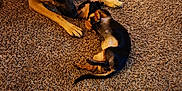 Robin is registered to the contest to win money with this photo: dog, german_shepherd, puppy, carpet, indoor, pet, animal, playing, laying_down, brown, black, tan, fur, canine, companionship, sniffing, friendship, floor, texture, cute