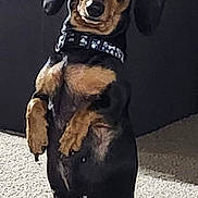 Robin joined the competition — help win amazing prizes! dog, dachshund, pet, indoor, carpet, collar, paw_prints, standing, curious, furniture, black, brown, canine, animal, mammal, domestic, cute, portrait, expression, side_view