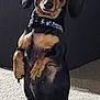 animal, black, brown, canine, carpet, collar, curious, cute, dachshund, dog, domestic, expression, furniture, indoor, mammal, paw_prints, pet, portrait, side_view, standing