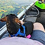 Robin is registered to the contest to win money with this photo: dog, blue_harness, person, lap, boat, water, lily_pads, fishing_net, tackle_box, shorts, shirt, legs, outdoor, nature, pet, companion, relaxing, summer, recreation, lake