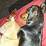 Leo joined the competition — help win amazing prizes! cat, dog, dachshund, ginger_cat, snuggling, pet, animal, indoor, fur, sleeping, resting, red_bedspread, closeup, companion, treats, cute, friendship, cozy, domestic, relaxing