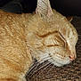 Leo is registered to the contest to win money with this photo: cat, ginger_cat, sleeping, close_up, whiskers, fur, pet, animal, relaxed, face, mammal, indoor, resting, cute, feline, soft, texture, nose, ear, calm